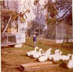 Click to see big picture (452x450 pixels; 57 KB)