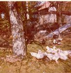 Click to see big picture (437x450 pixels; 57 KB)