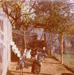 Click to see big picture (444x450 pixels; 57 KB)